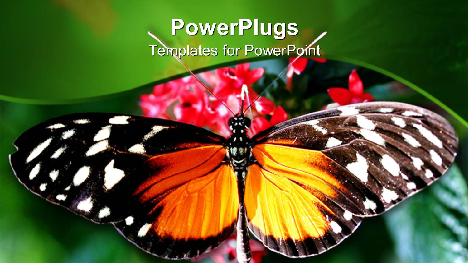 Close Up of Butterfly with Wide Open Wings on Rose Flowers and Blurred Green Background