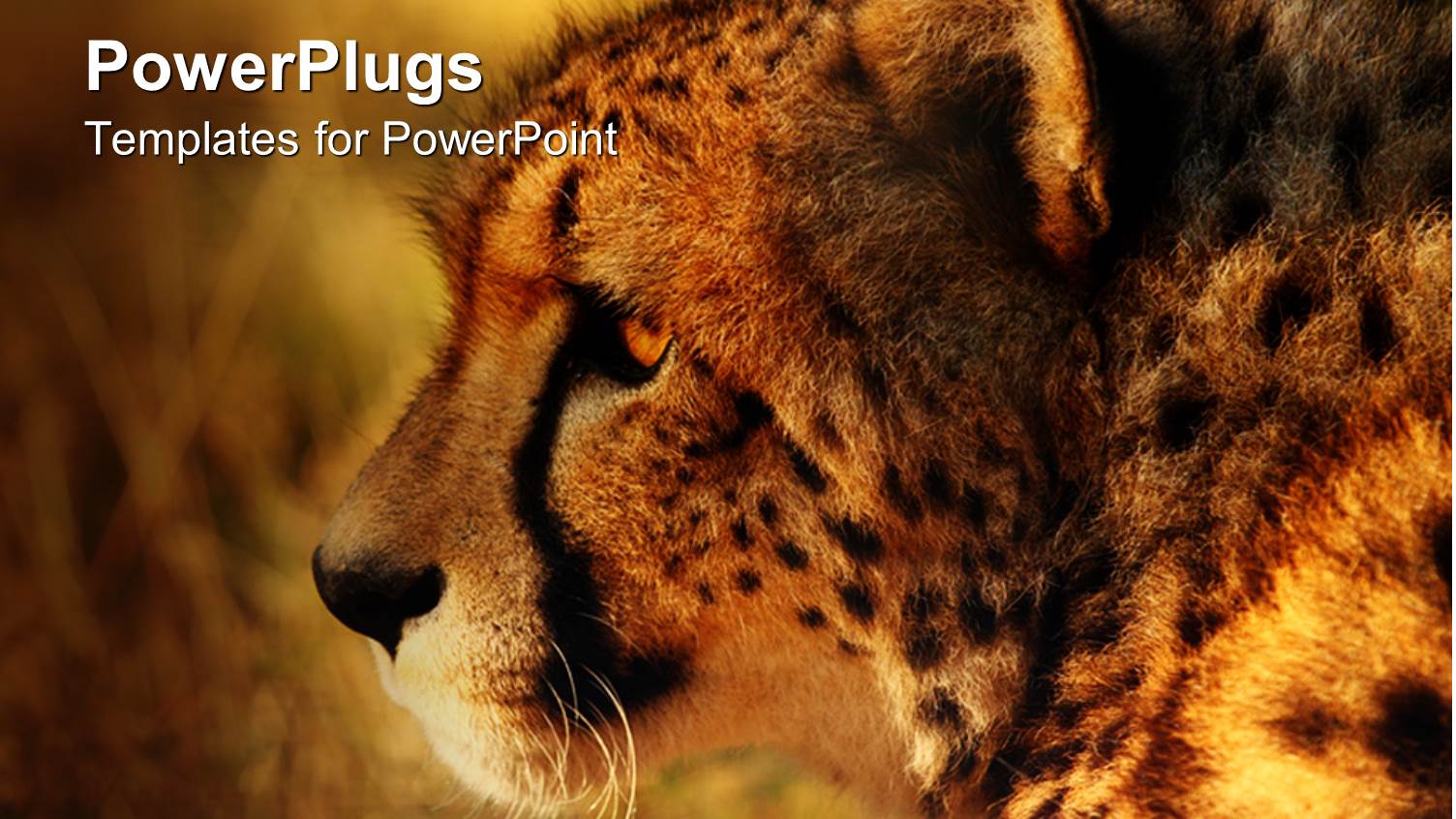 Close Up of Cheetah Head at Sunset with Blurred Background