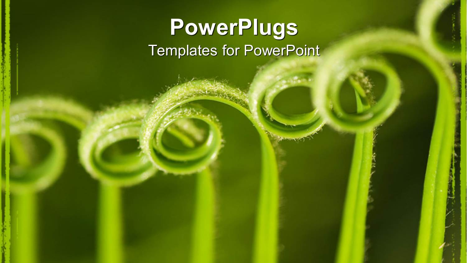 Close Up of Curled Green Palm Fronds