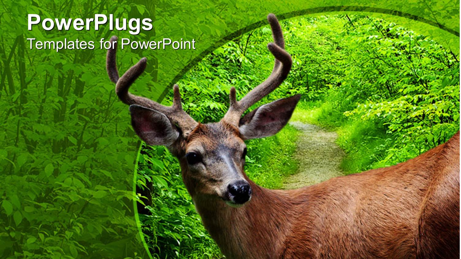 Close Up of Deer Head and Body by a Road in the Green Forest