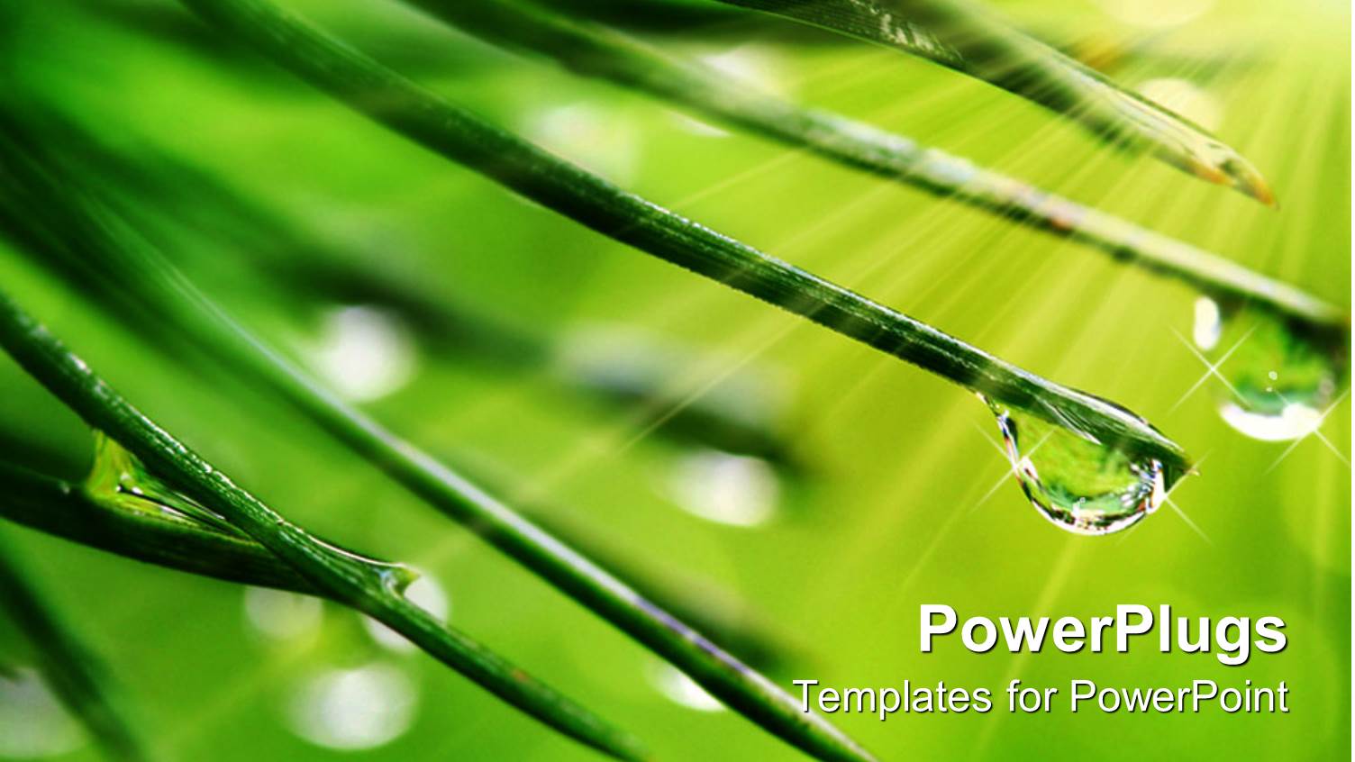 Close Up of Dew Drops on Green Pine Needle Ends