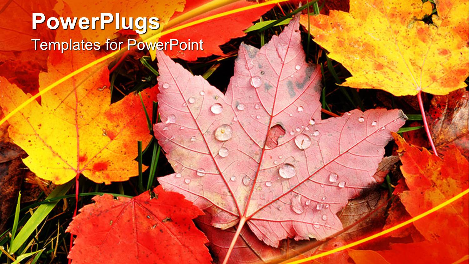 Close Up of Dewy Red and Yellow Autumn Leaves