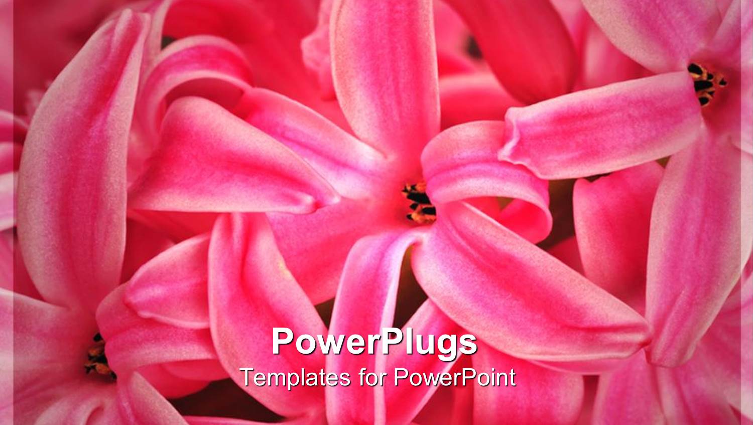 Close Up of Flowers with Blurred Background