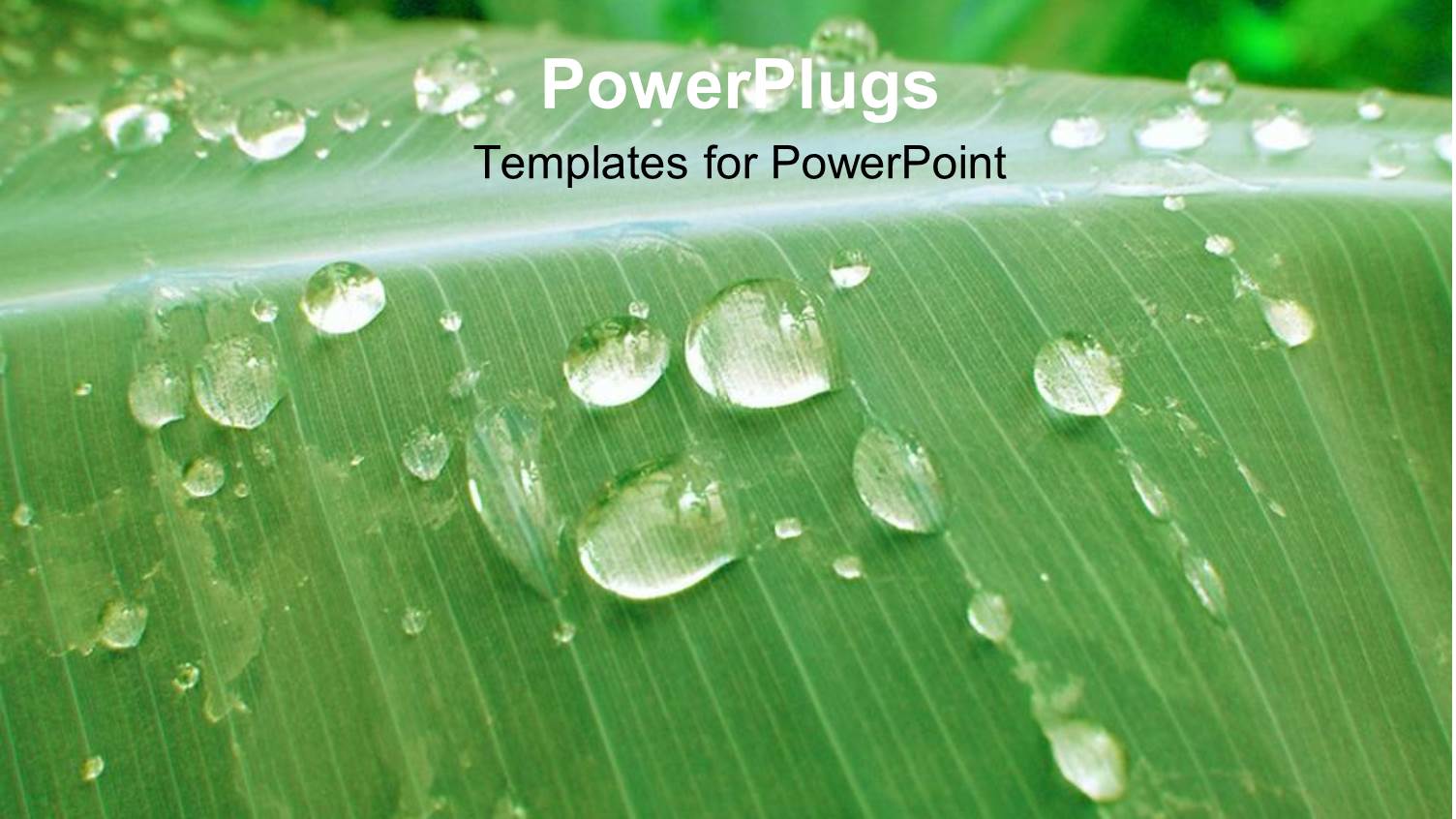 Close Up of Green Leaf Covered in Dew Drops