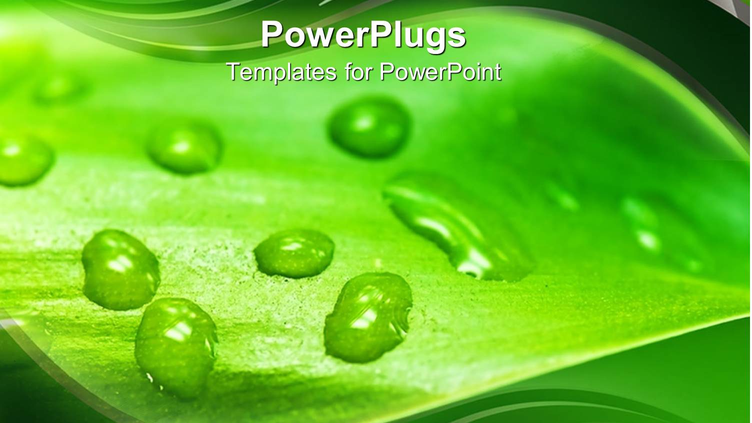 Close Up of Green Leaf with Water Droplets