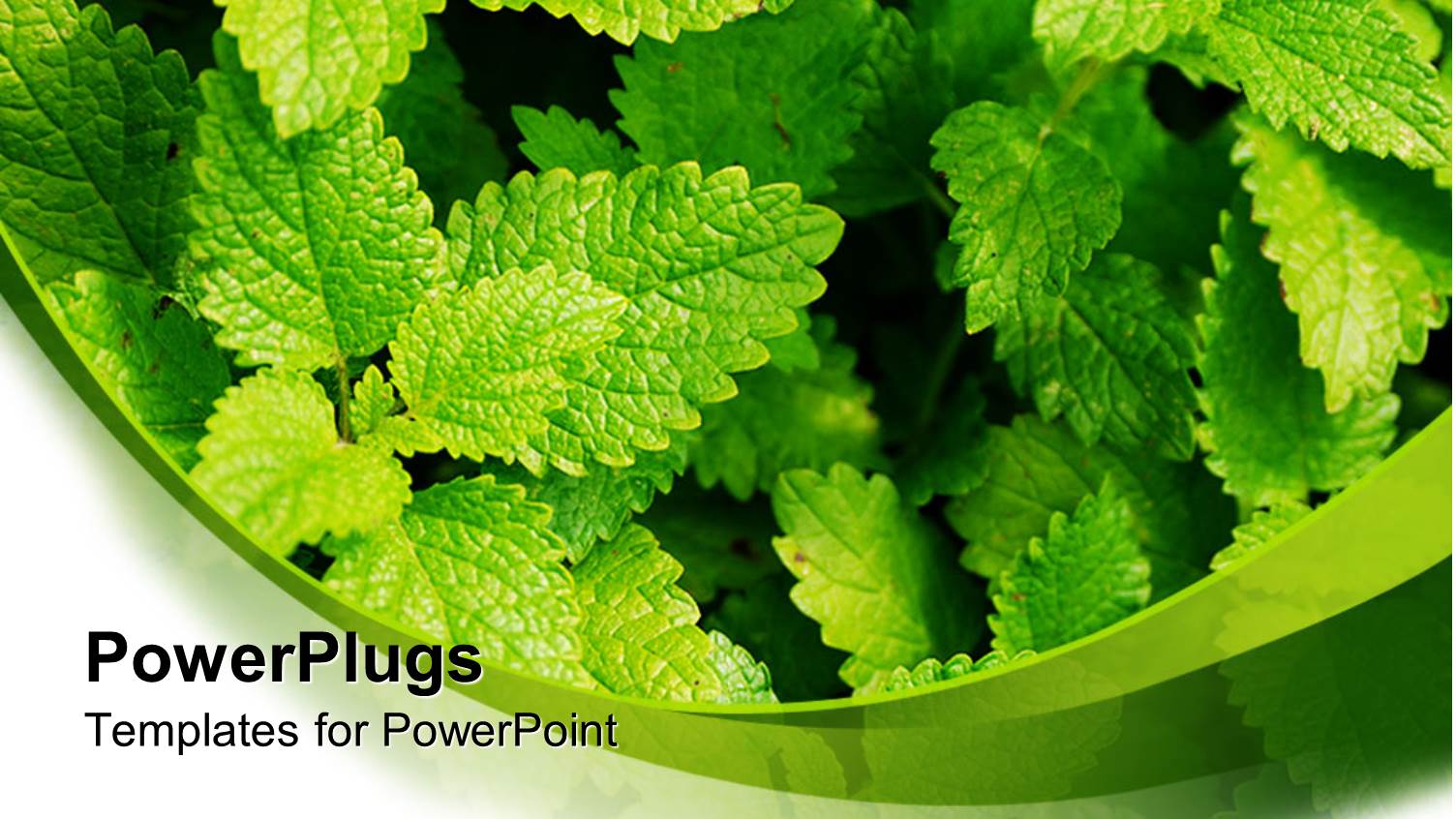 Close Up of Green Leaves, Fresh Green Mint Leaves in the Garden