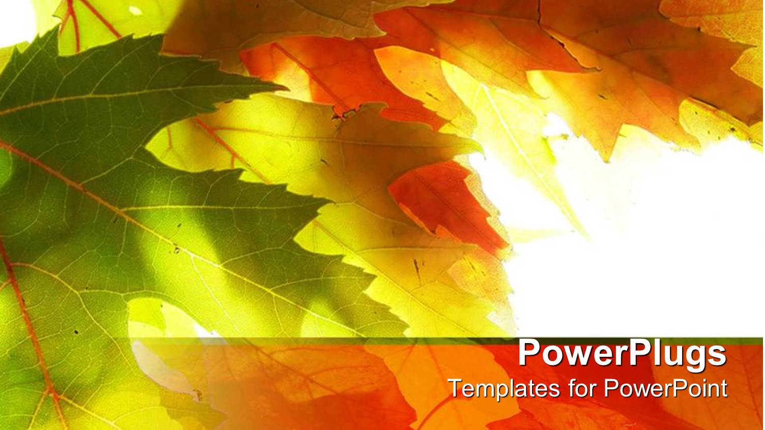 Close Up of Green and Yellow Maple Leaves in White Background