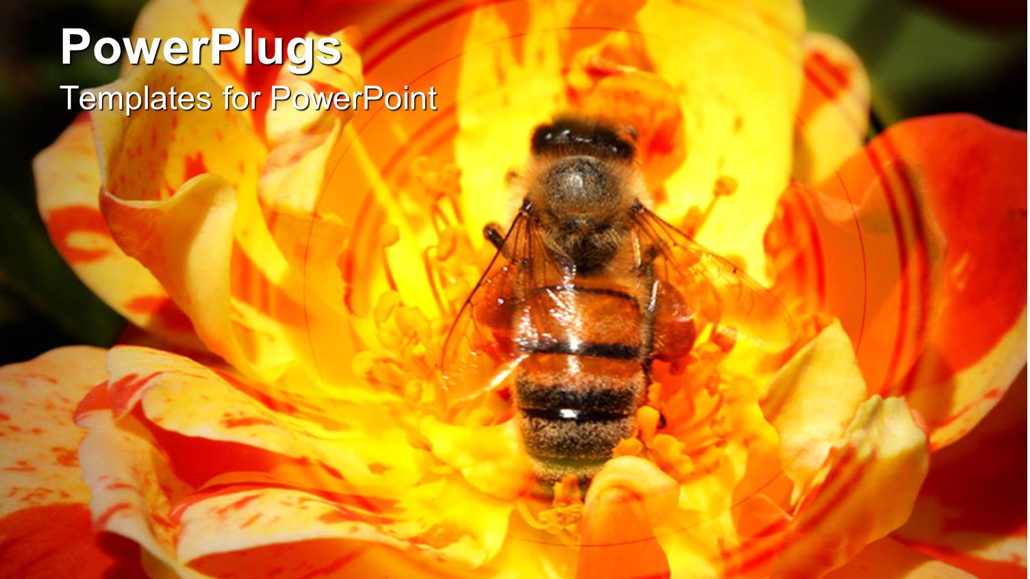 Close Up of Honey Bee Collecting Pollen in Yellow Rose