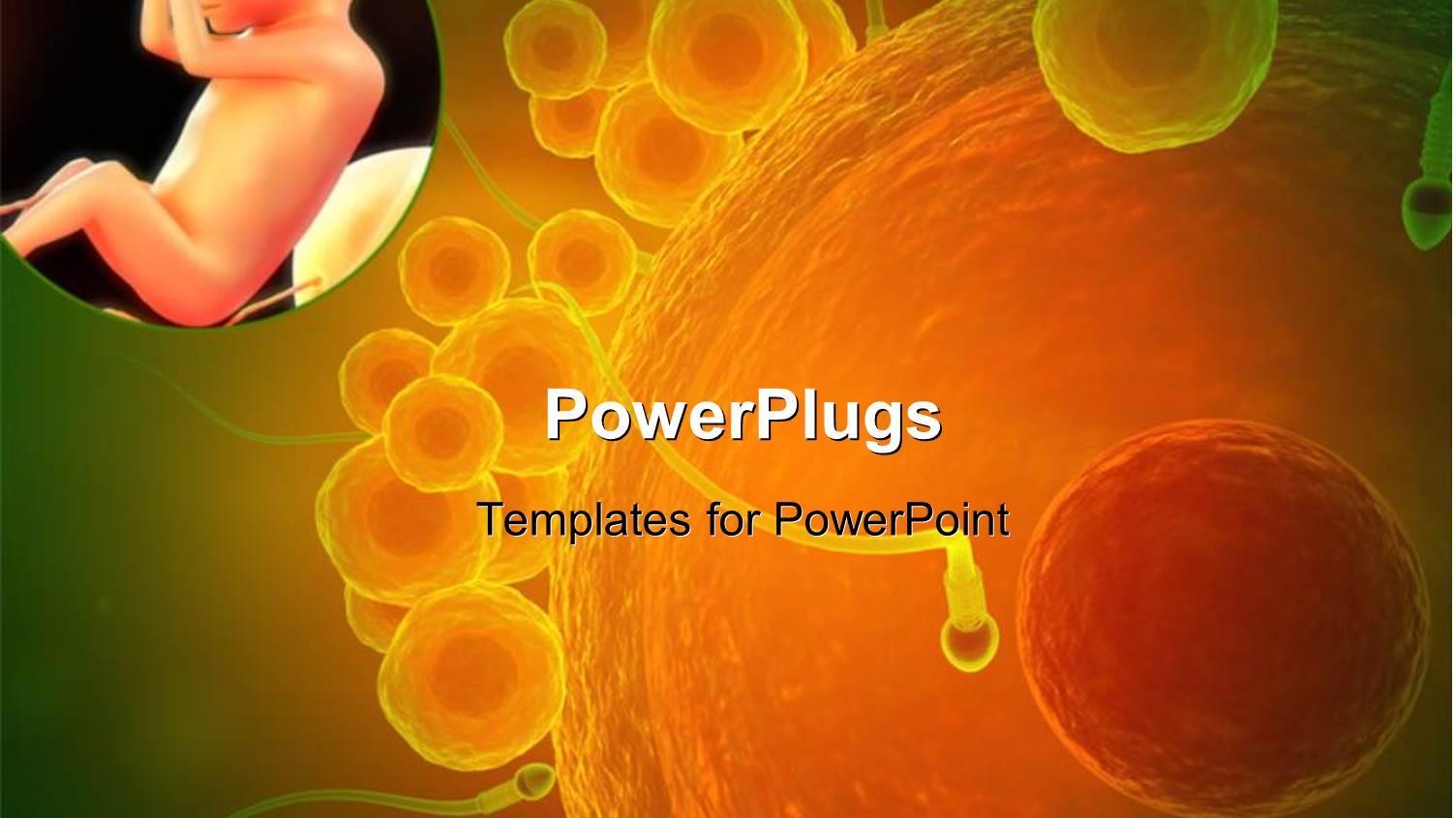 Close Up of a Human Egg Cell and Sperms