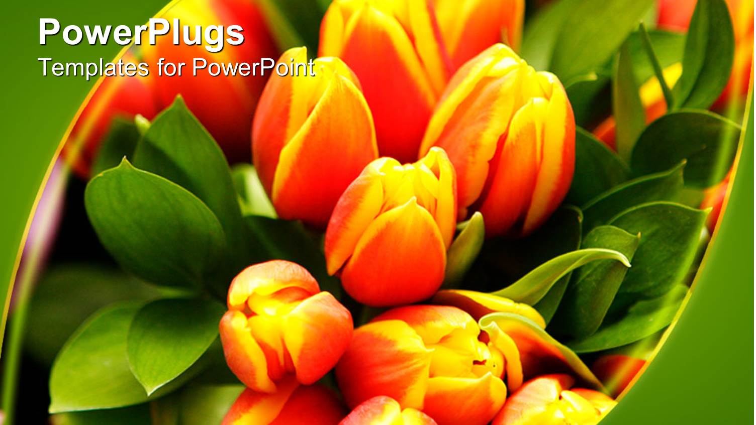 Close Up of Orange and Yellow Tulips with Green Leaves