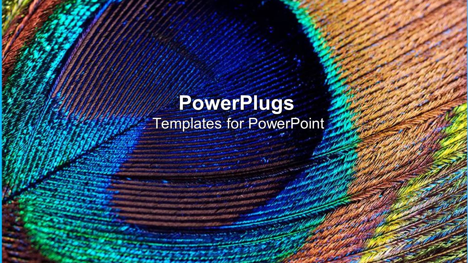 Close Up of Peacock Feather with Beautifully Colored Feather Background