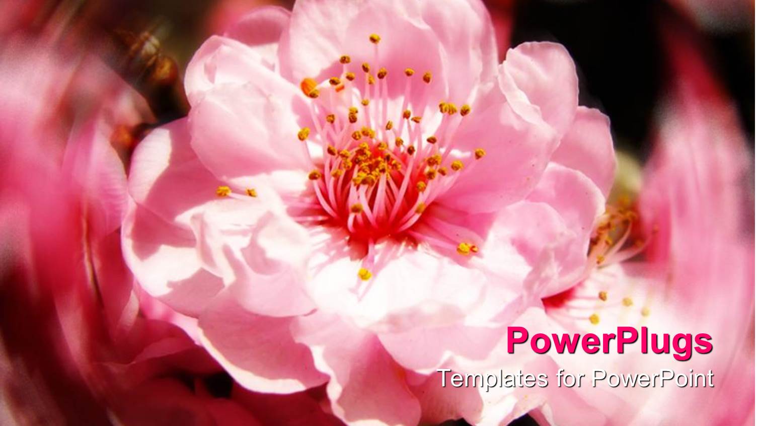 Close Up of Pink Cherry Blossoms Flowers with Blurry Background