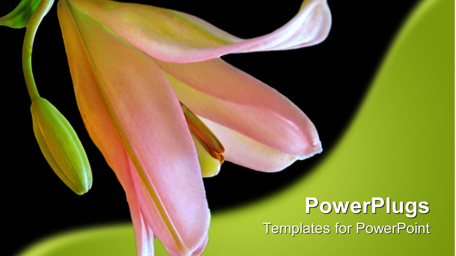 Close Up of Pink Lily in Black and Green Background