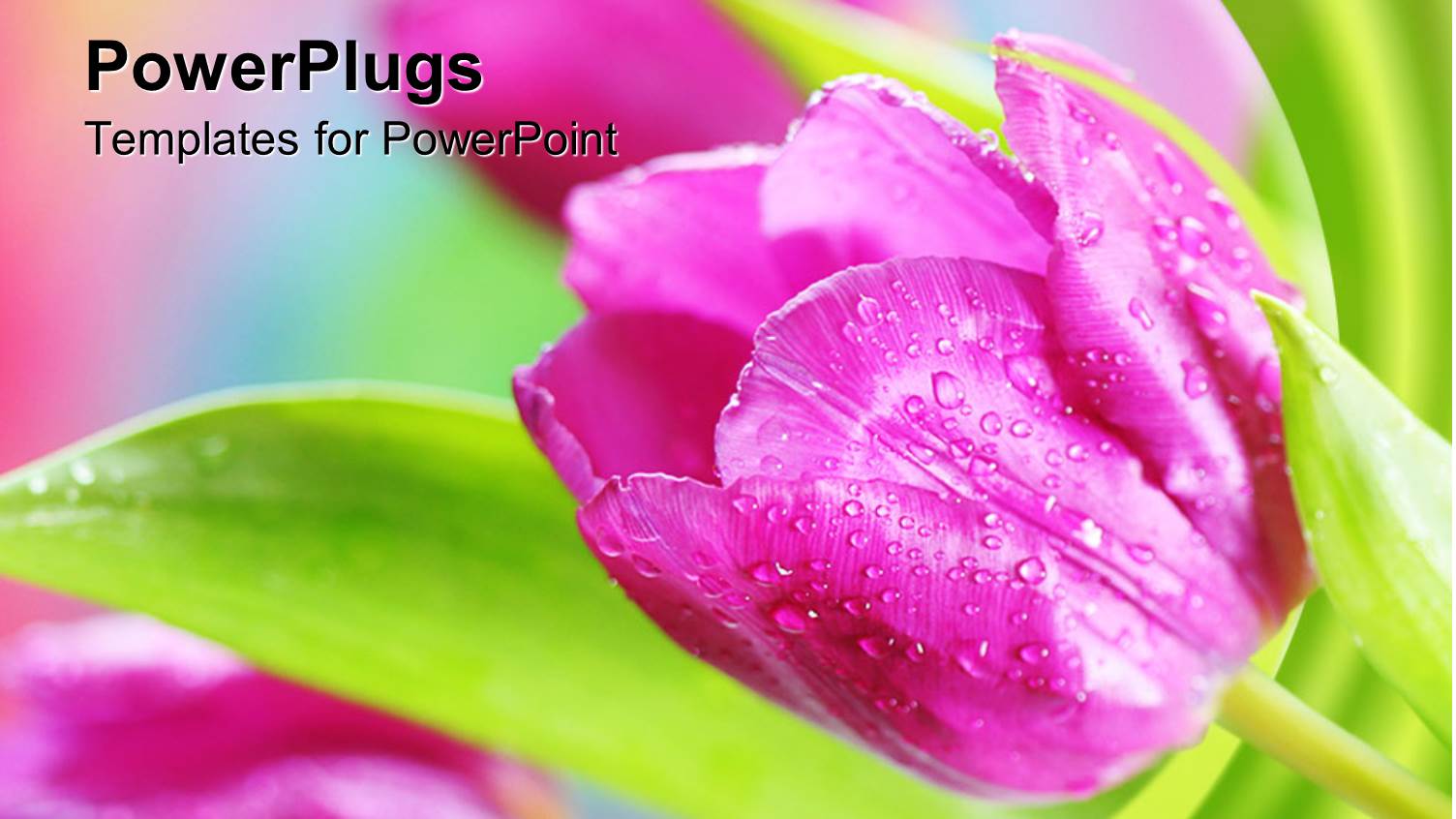 Close Up of Pink Spring Tulip Flowers with Dew and Green Leaves
