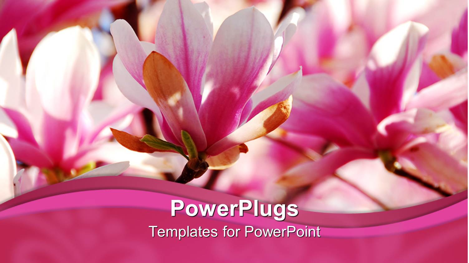 Close Up of Pink and White Magnolia Flowers with Pink Wave Border