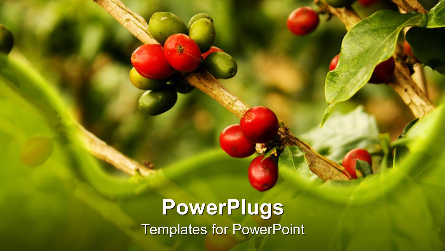 Close Up of Plants Nature Berries Green Background