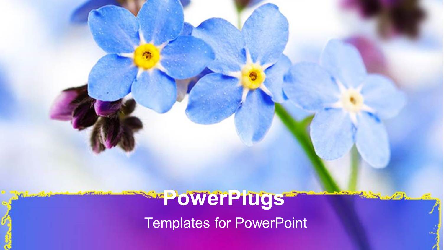 Close Up of Purple Forget me not Flowers, Purple Streak Border