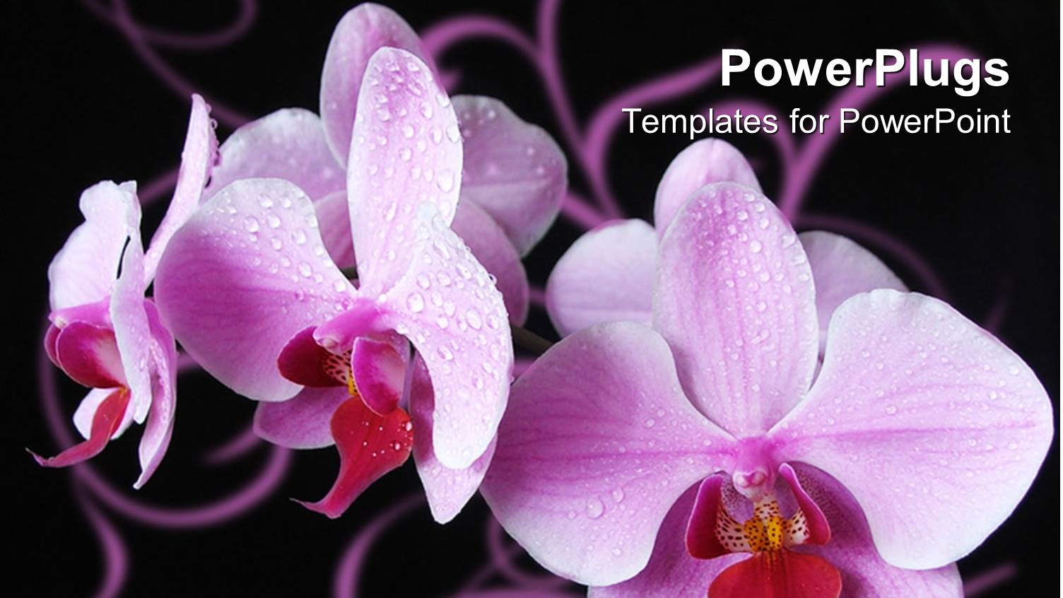 Close Up of Purple Orchids Covered with Dew, Black Background