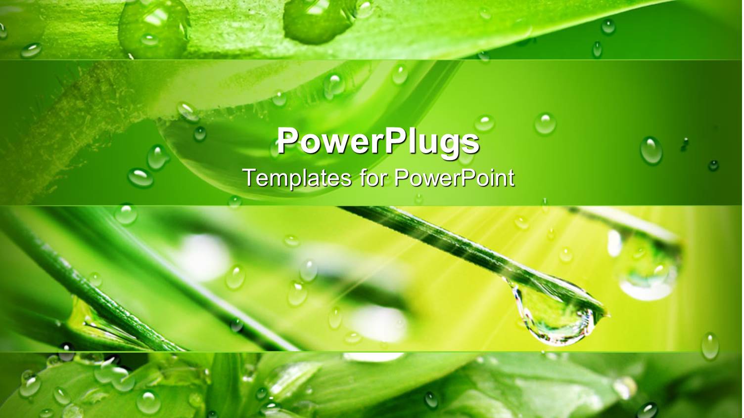 Close Up of Rain Drops on Green Leaves and Pine Needles with Sun Rays on Fresh Green Background