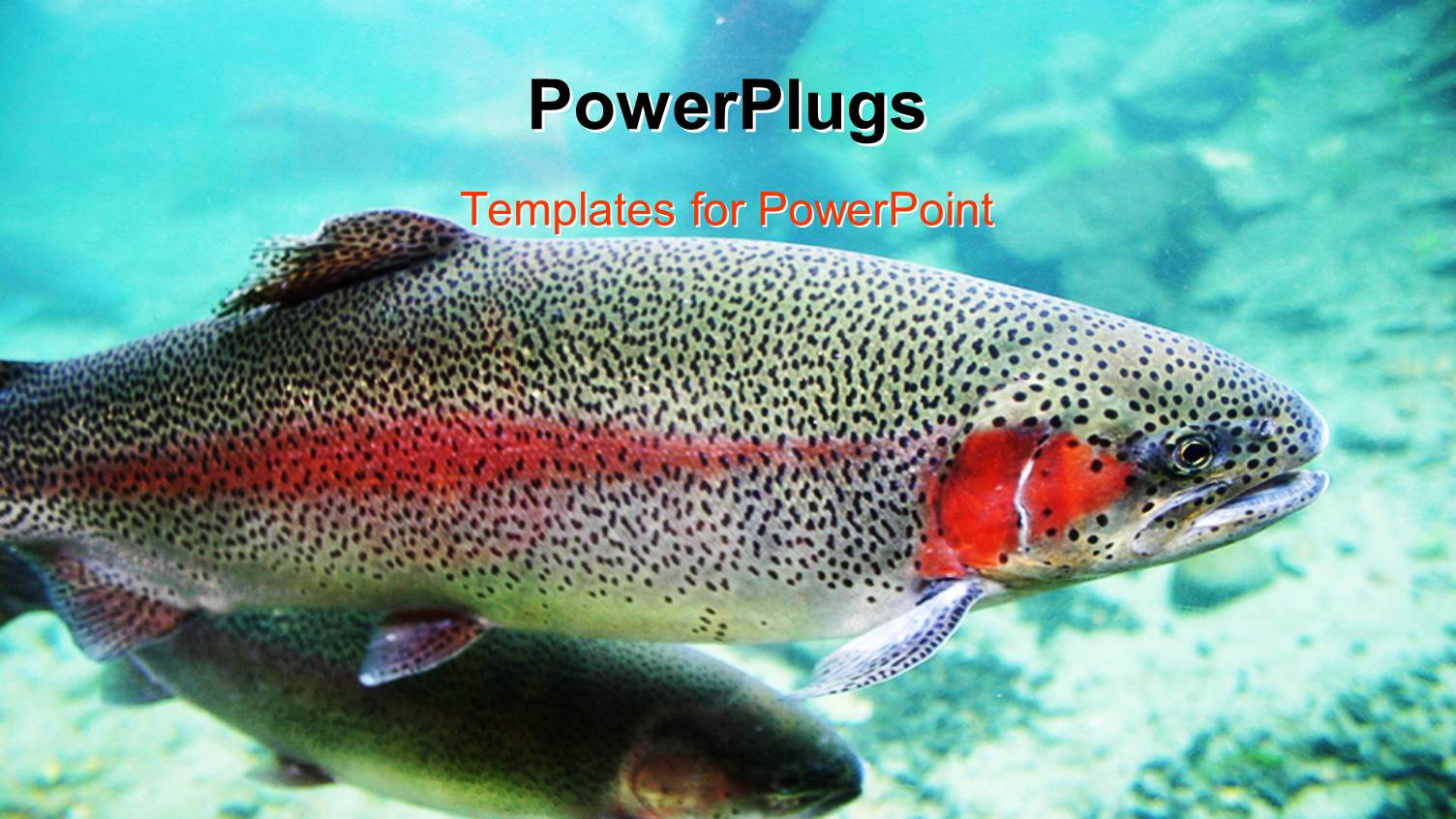 Close Up of Rainbow Trout Swimming Under the Ocean