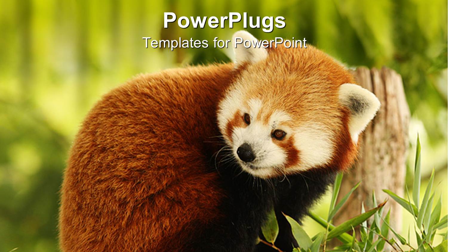 Close Up of Red Panda Eating Bamboo in Green Field