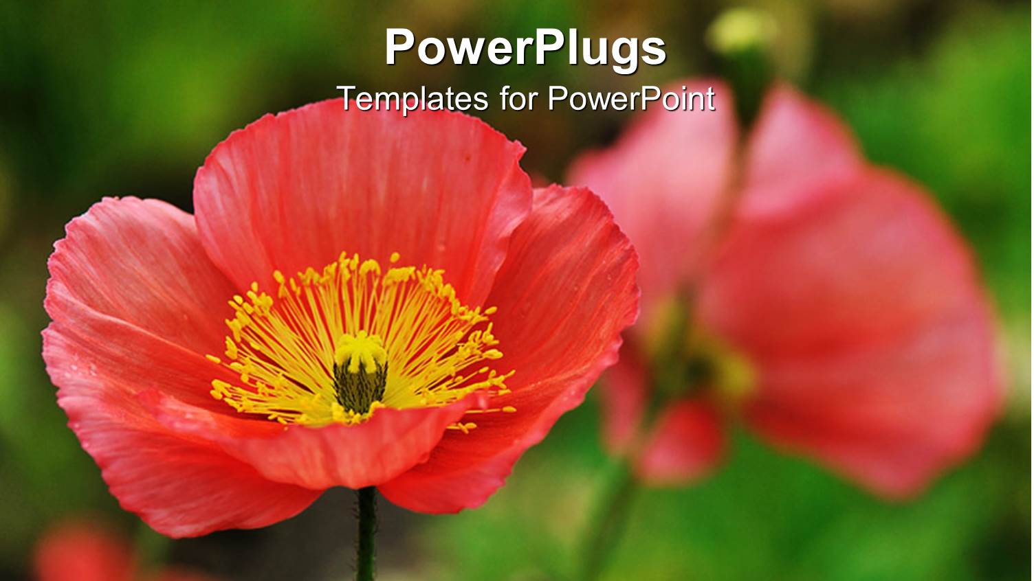 Close Up of Red Poppies, Green Background