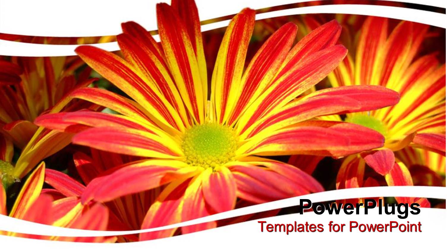 Close Up of Red and Yellow Chrysanthemum Flowers Framed by White Background