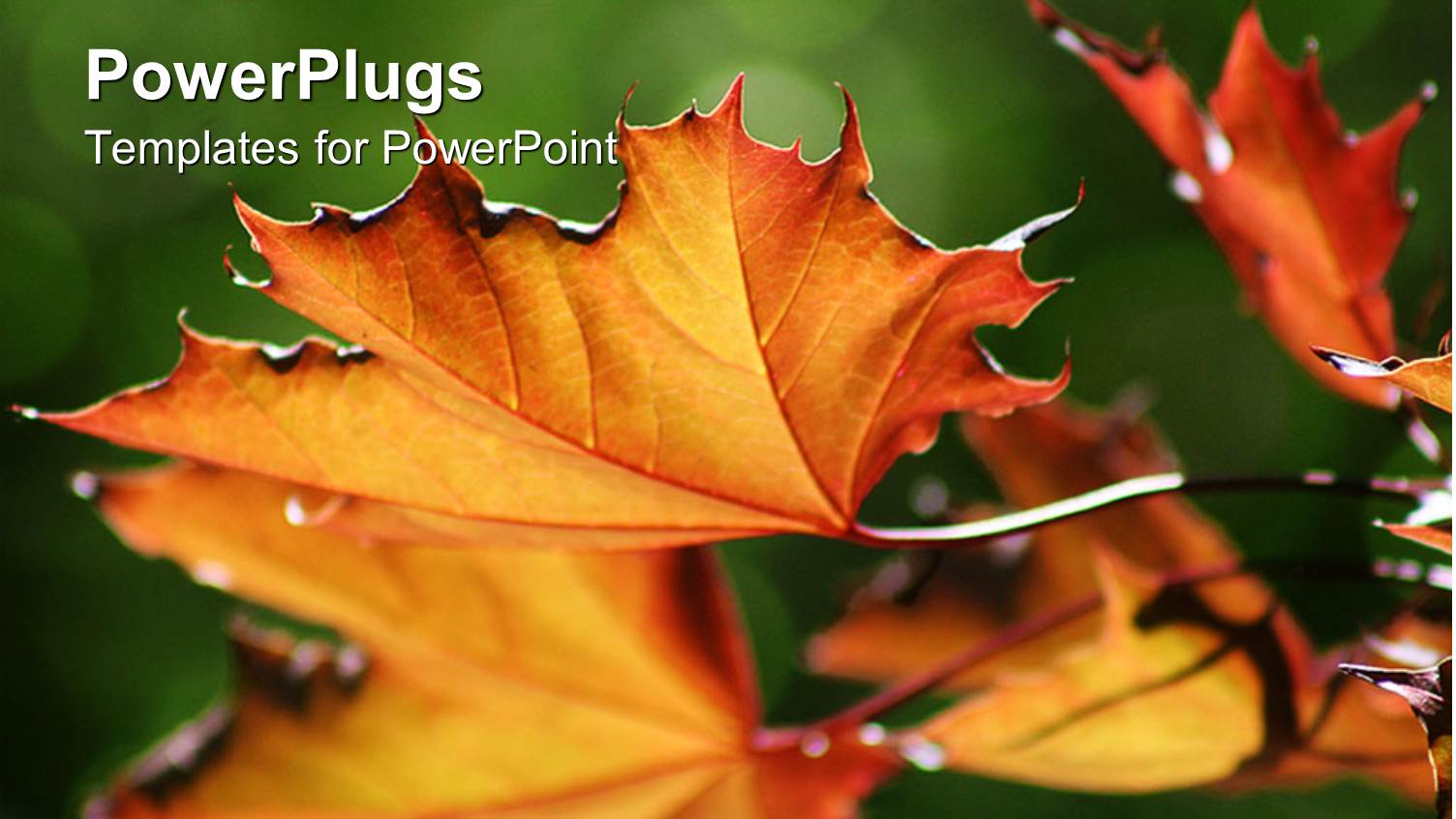 Close Up Shot of Brown Dried Up Maple Leaves