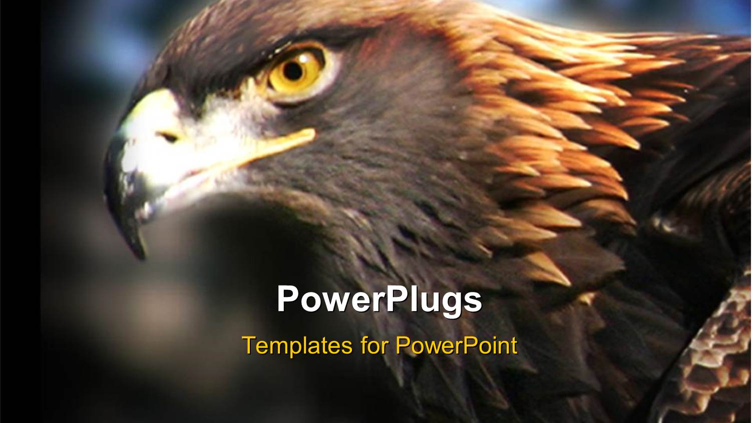 Close Up Shot of a Golden Eagle on a Blurry Background