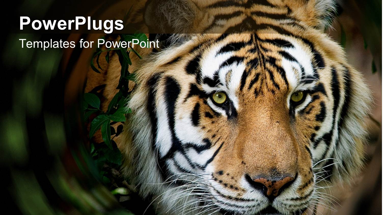 Close Up of Siberian Tiger Face in a Swirled Jungle Setting