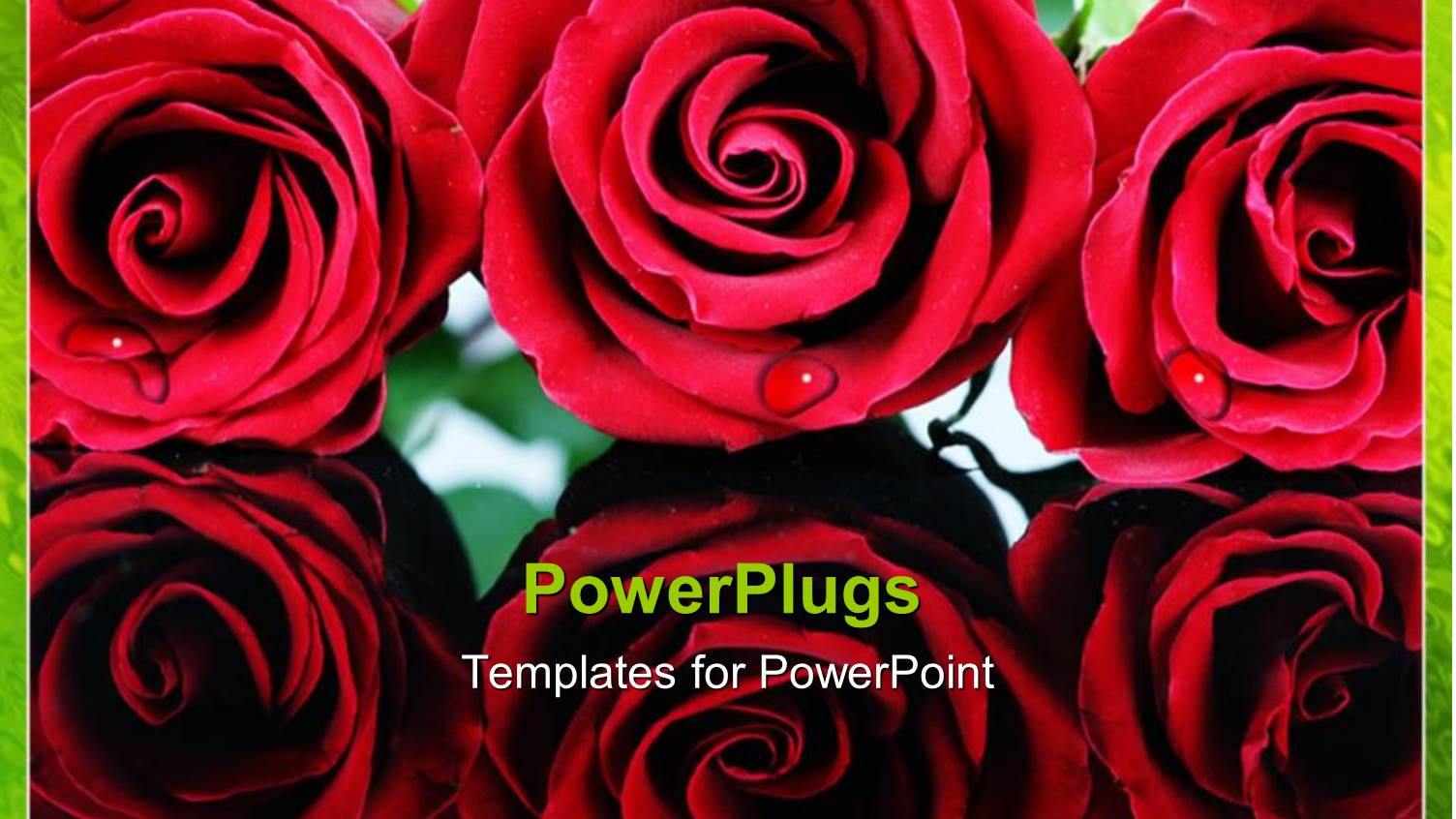 Close Up of Six Red Roses with Droplets of Dew, Green Border