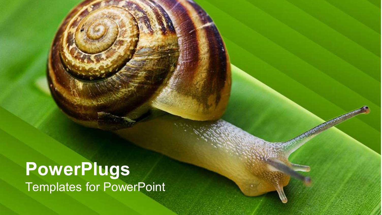 Close Up of Snail Going on a Green Leaf