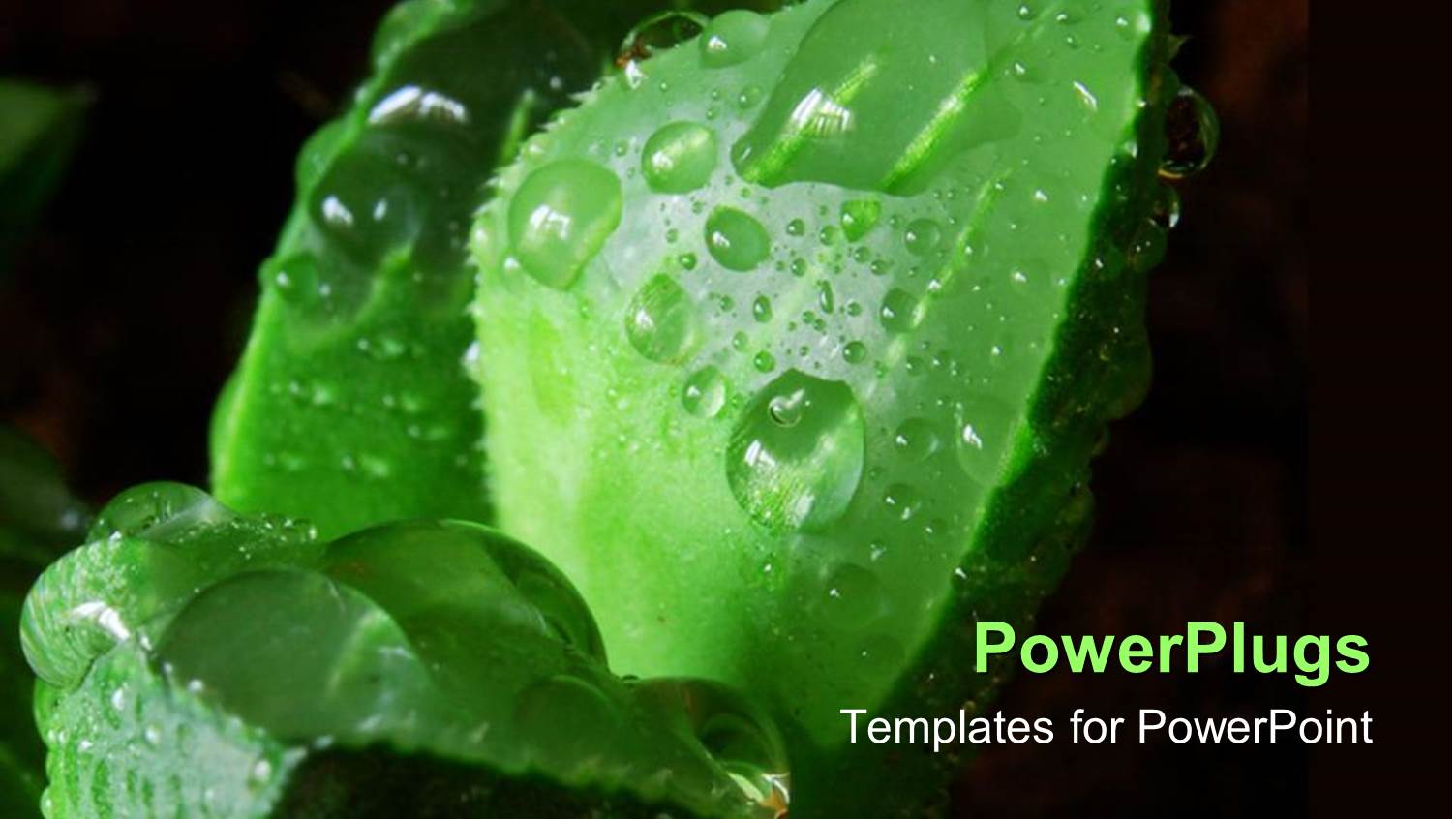 Close Up of Succulent Leaf with Dew Drops