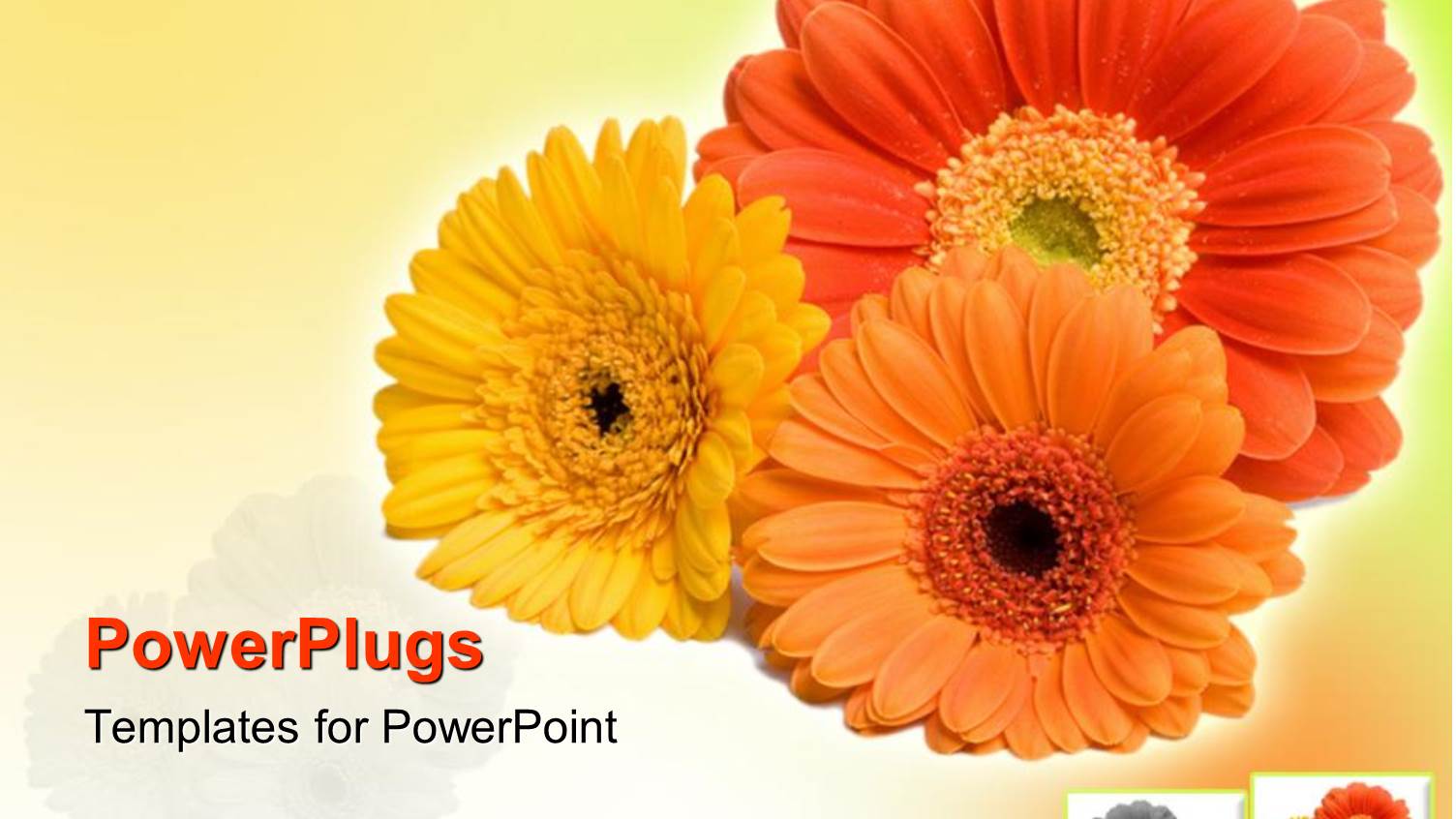 Close Up of Three Gerber Daisy Flowers in Red, Orange, Yellow