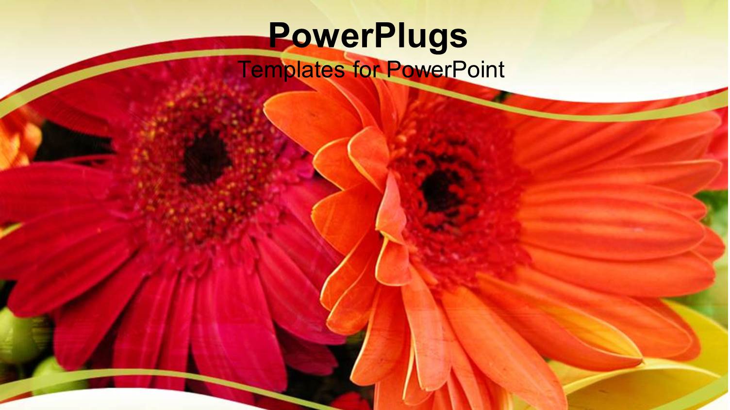 Close Up of Two Gerber Daisies with Orange and Fuchsia Color