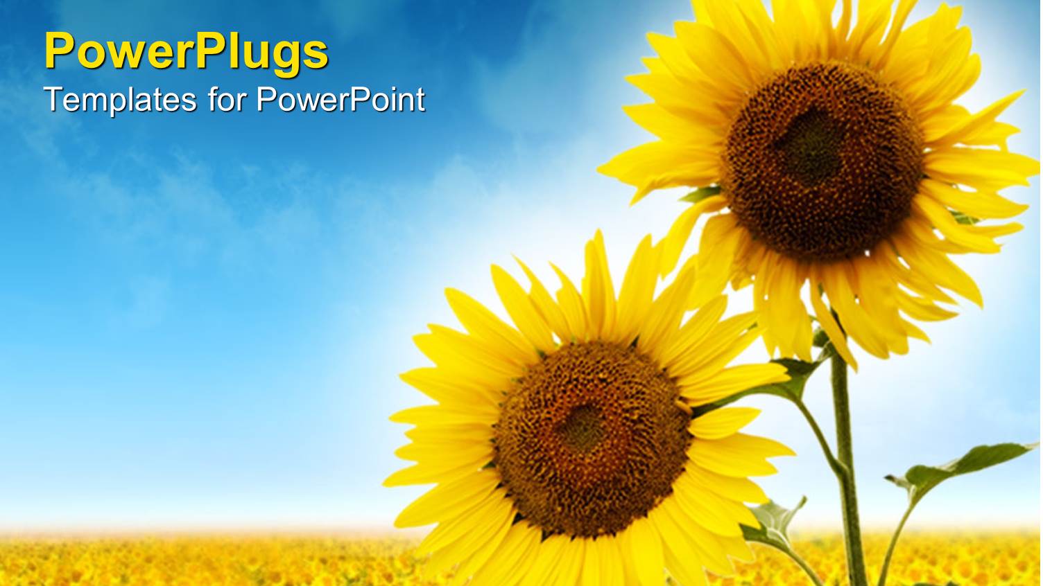 Close Up of Two Sunflowers Against a Field of Sunflowers and Blue Sky