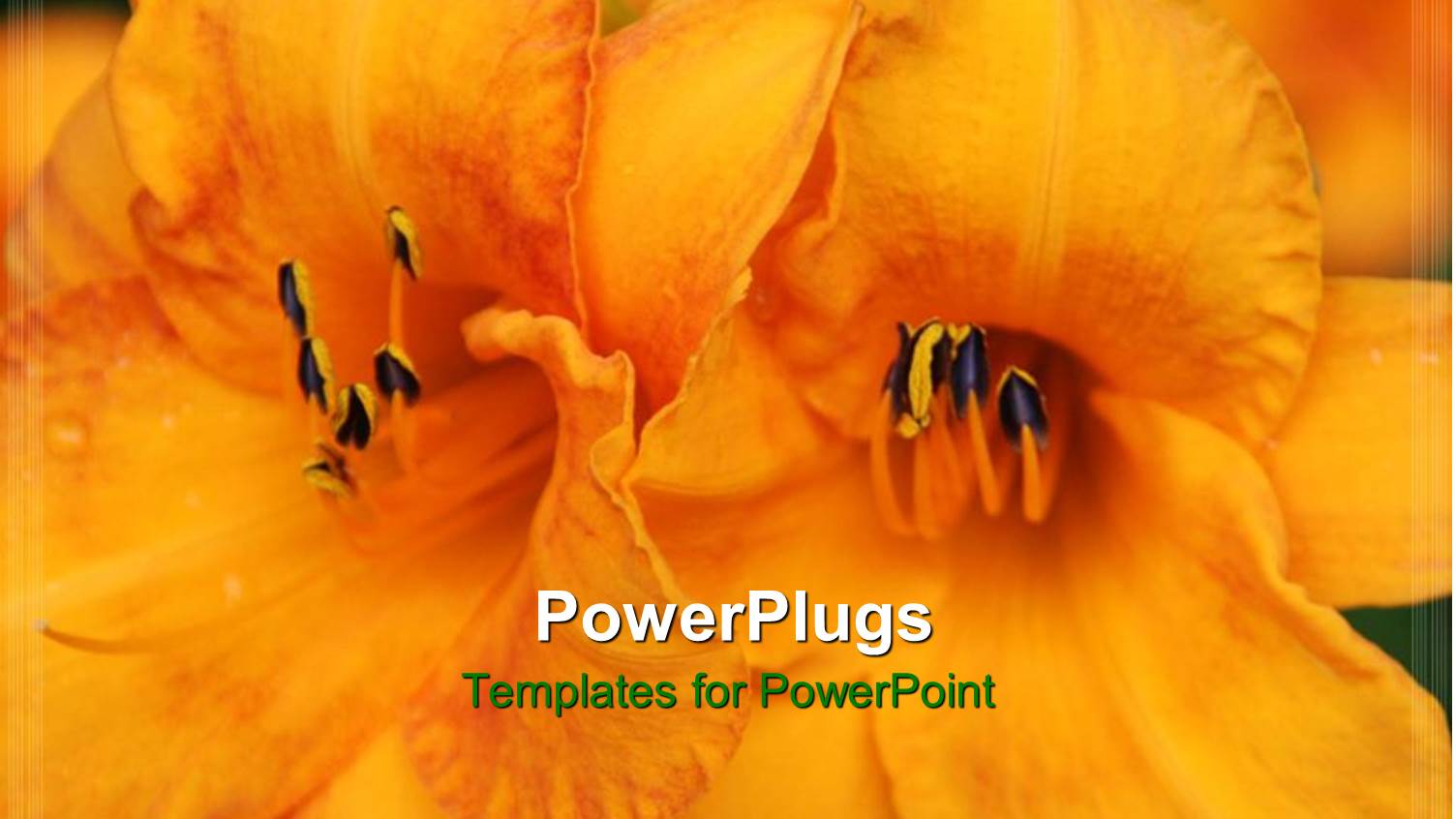 Close Up of Two Yellow and Orange Flowers on Green Background