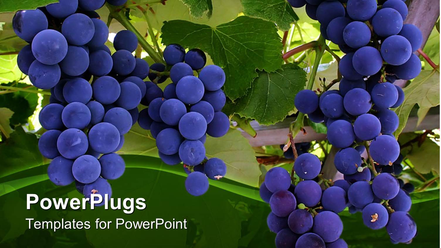 a Close Up View of Blue Grapes on a Tree