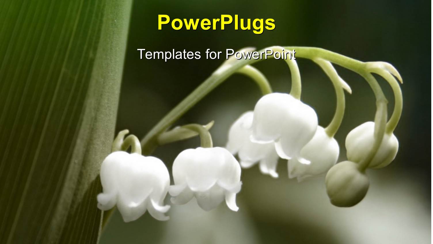 a Close Up View of a Branch of a Plant with Five White Flowers