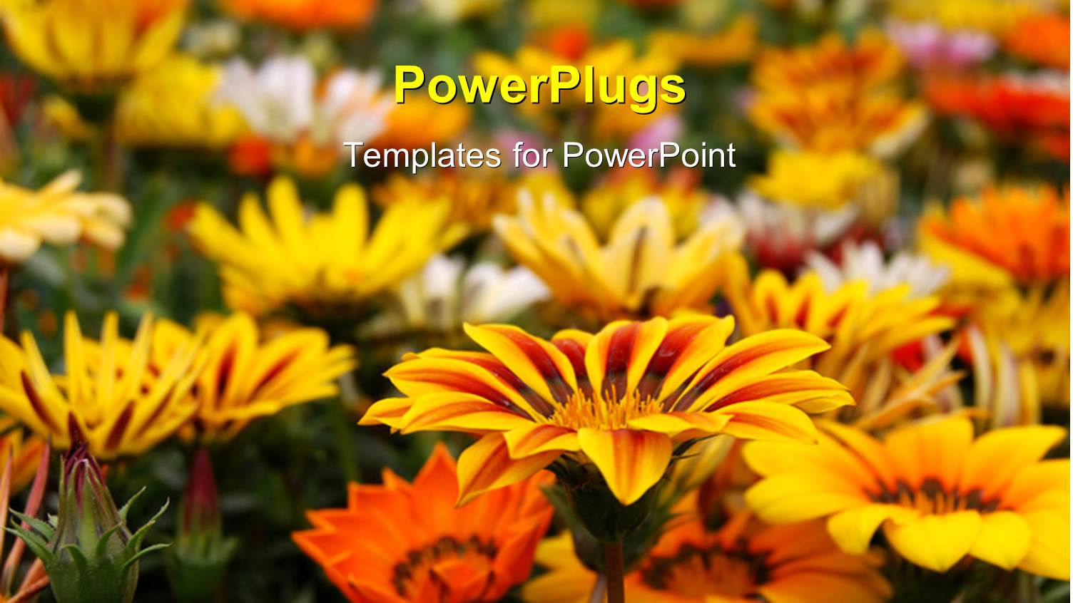 Close Up View Fo Lots of Yellow and White Colored Flowers