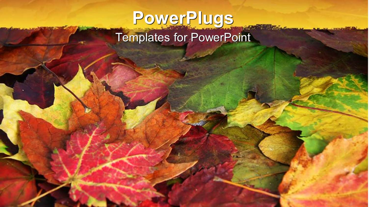 a Close Up View of Lots of Colourful Leaves 