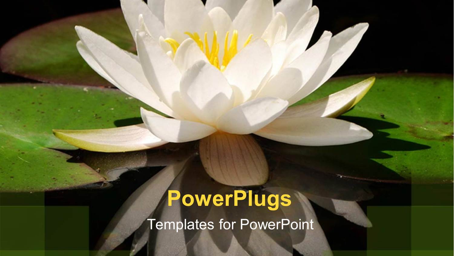 Close Up of Water-Lily and its Reflection on Waterbody