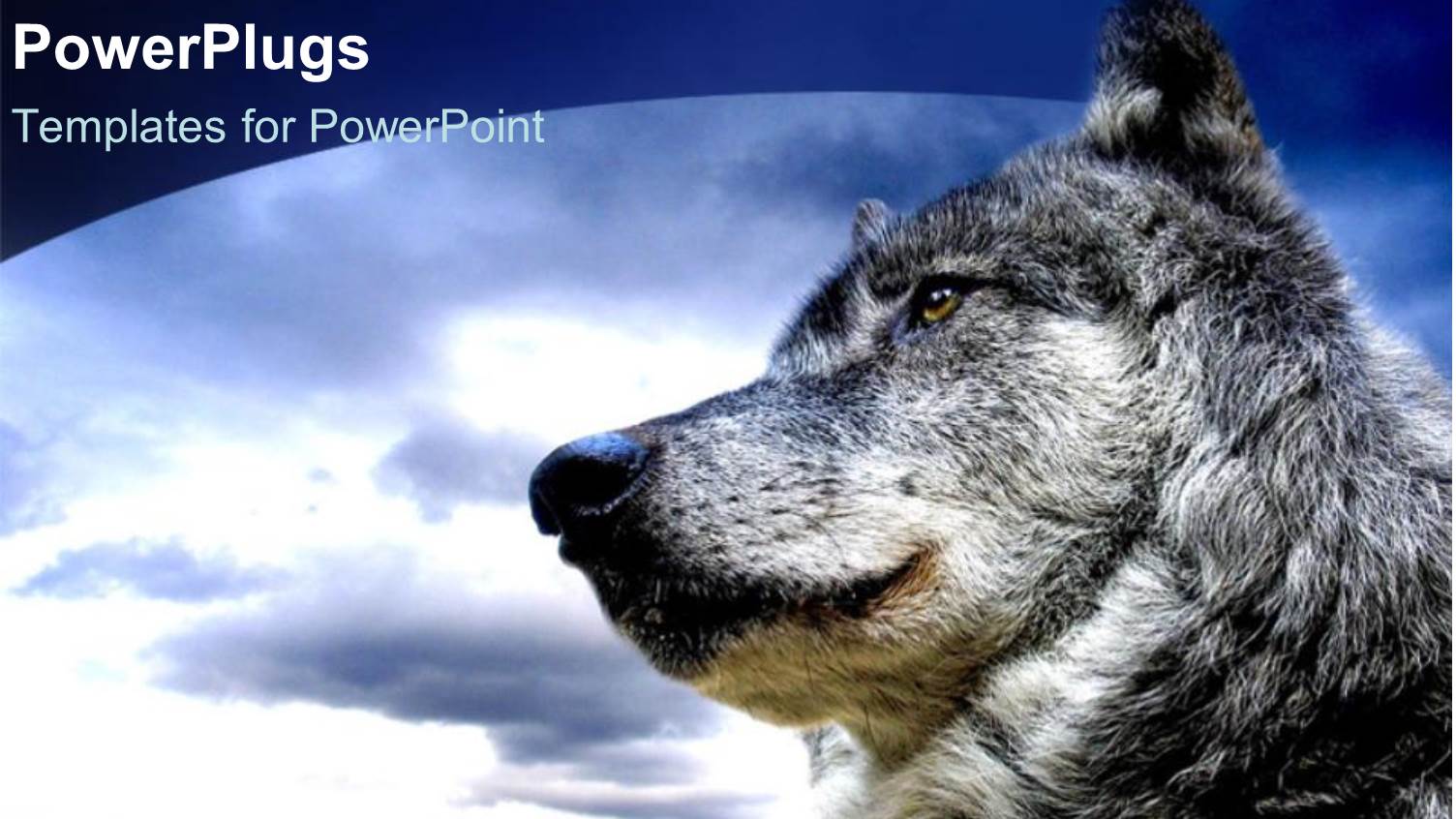 Close Up of White and Black Wolf in White Background