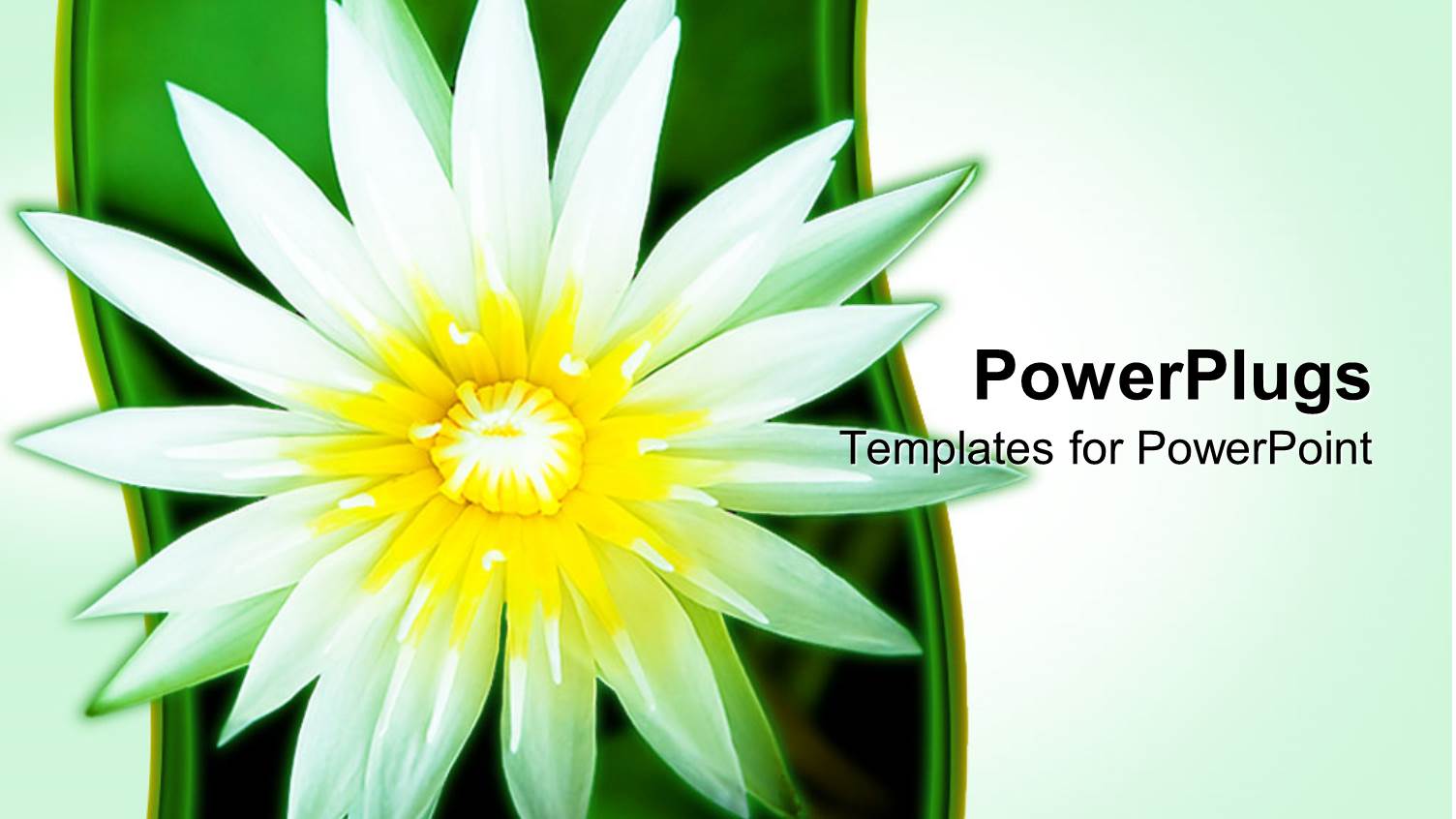 Close Up of White Lotus Flower on Green Background