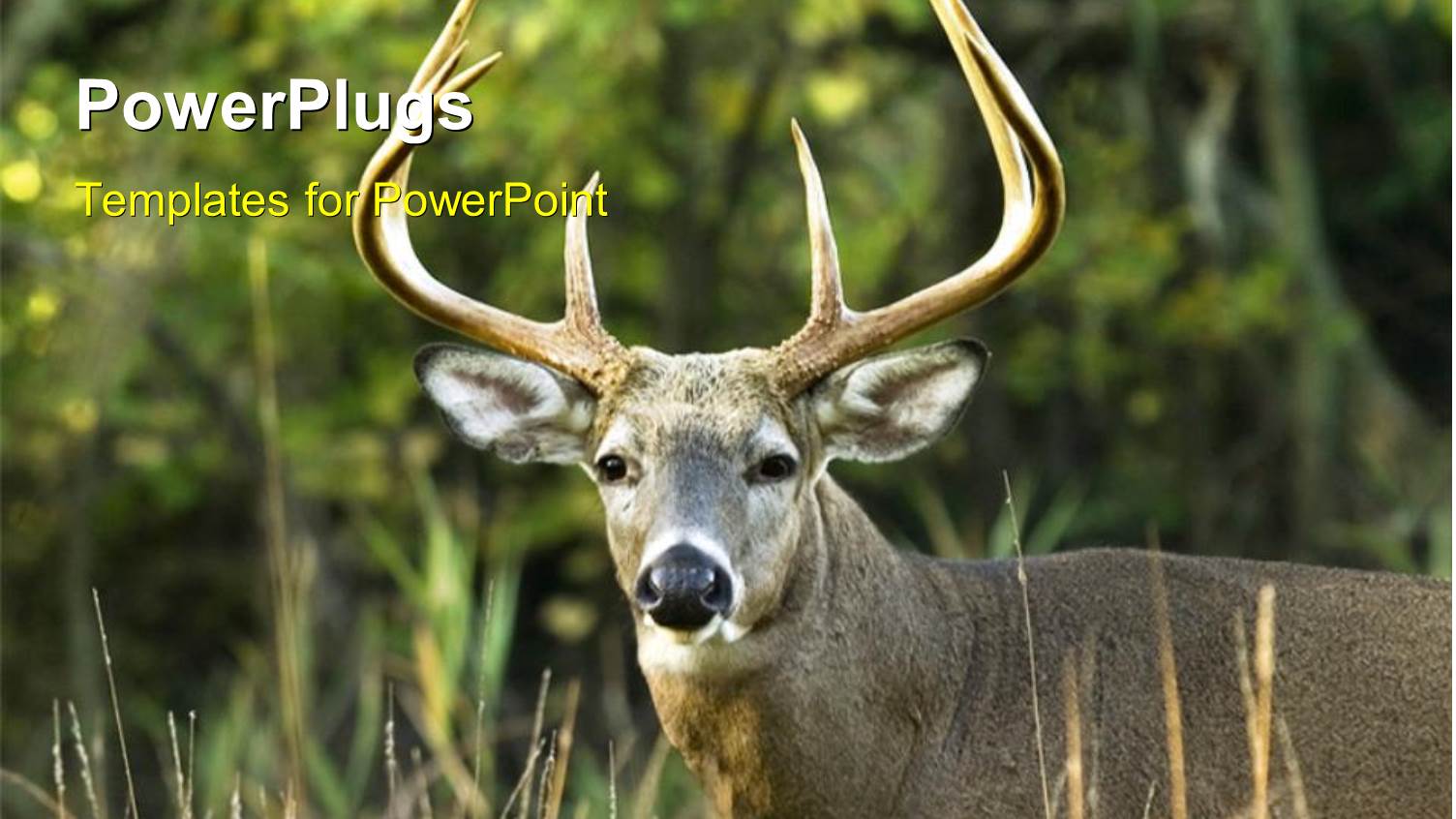 Close Up of Whitetail Buck Looking at Camera