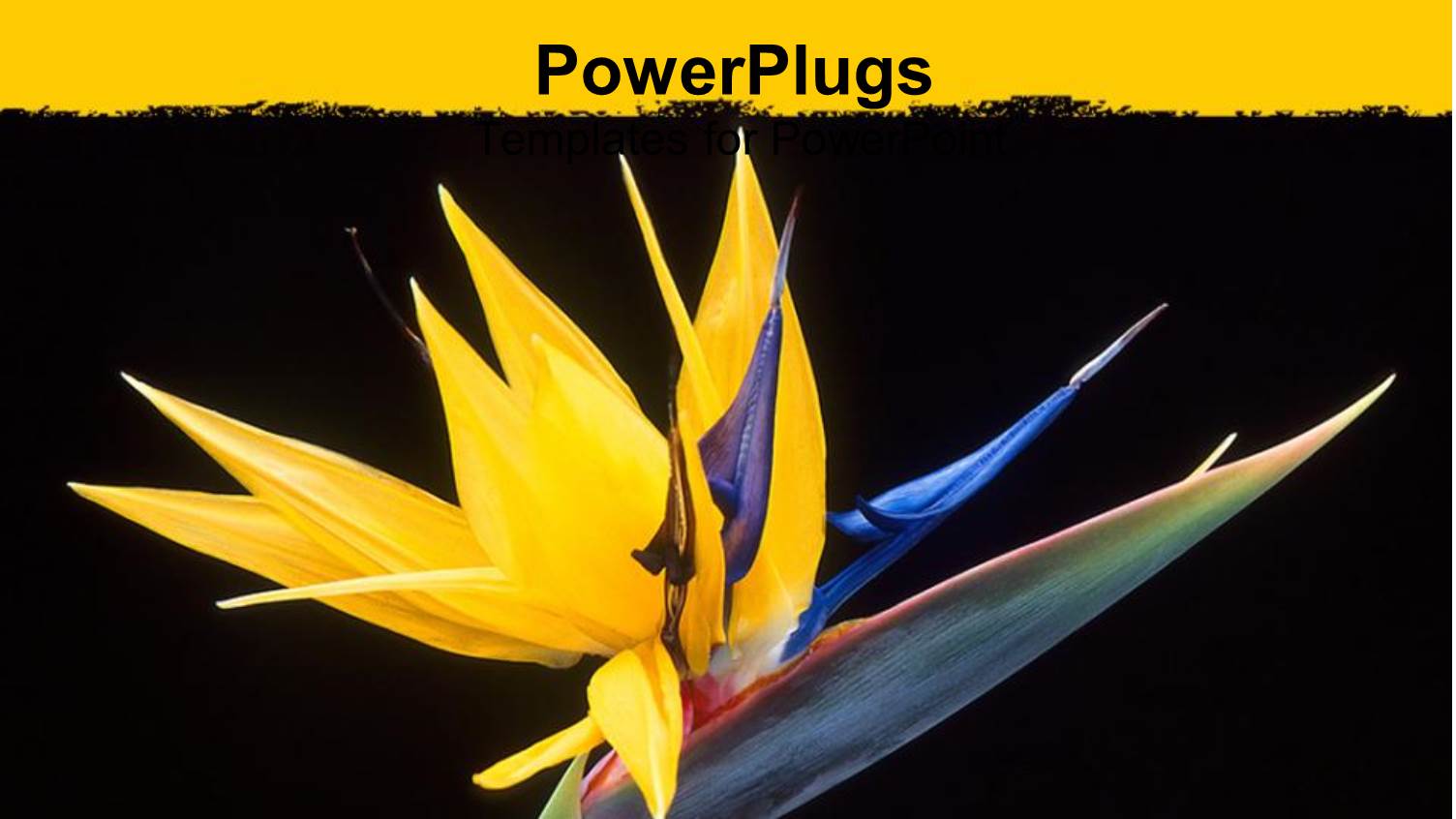 Close Up of Yellow Bird of Paradise Flower