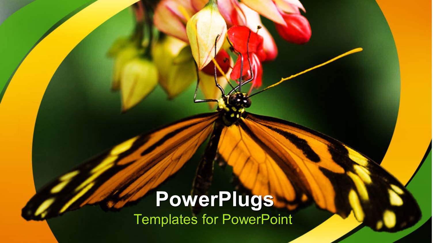 Close Up of Yellow and Black Butterfly Hanging on Colorful Flowers