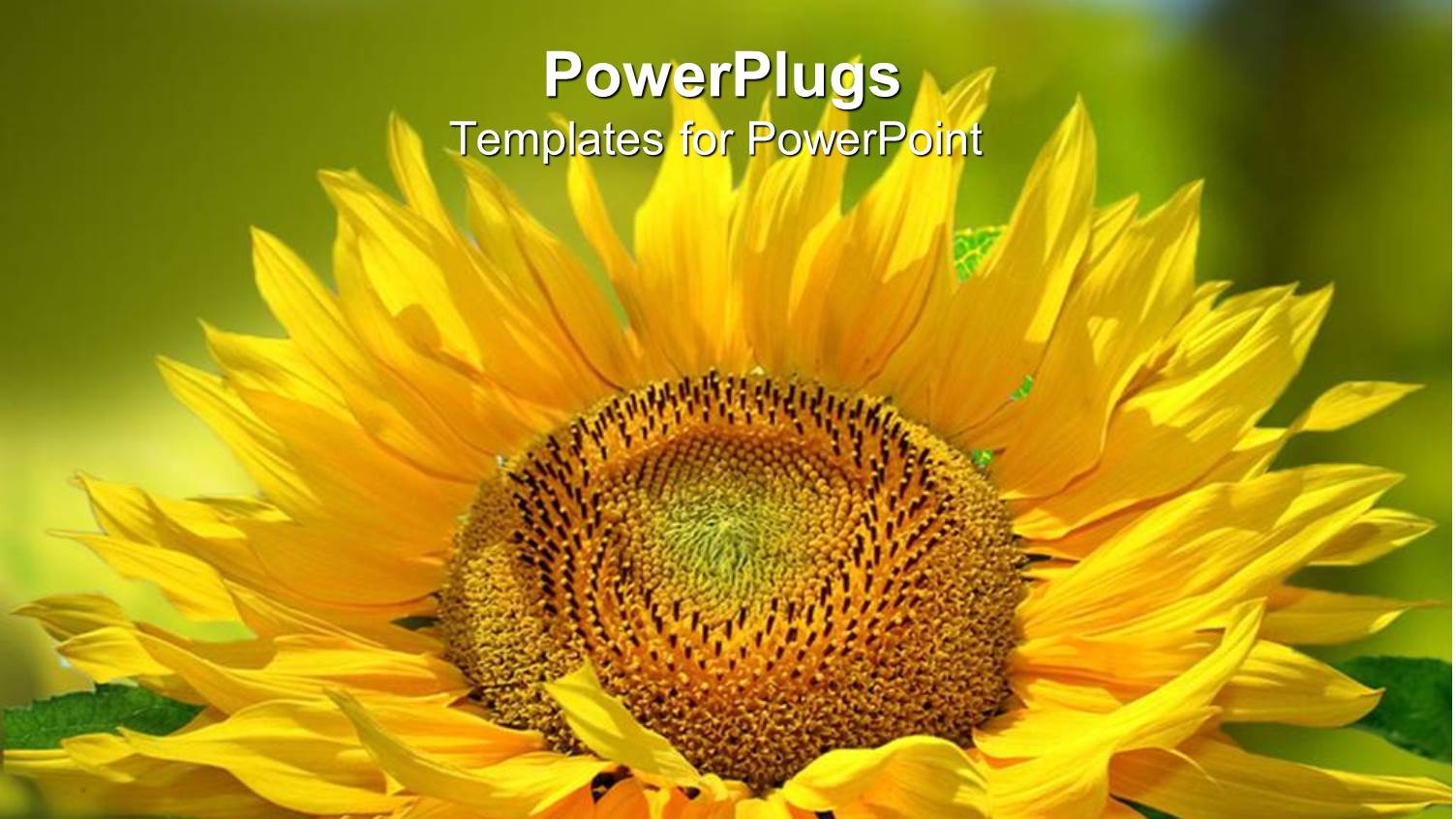 Close Up of Yellow Sunflower with Green Background