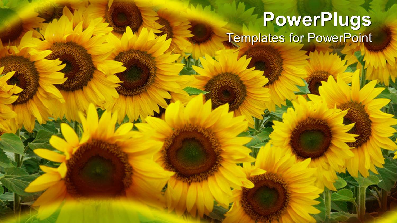 Close Up of Yellow Sunflowers on the Field Framed by Transparent Green and Yellow Waves