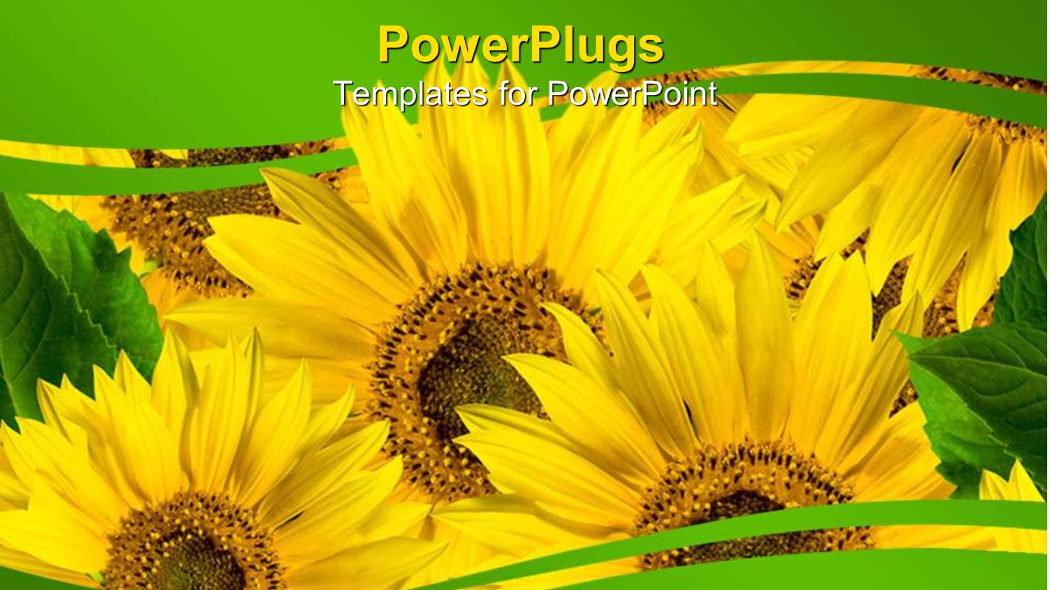 Close Up of Yellow Sunflowers with Green Leaves Between Green Waving Lines